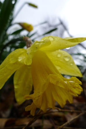 early daffodil